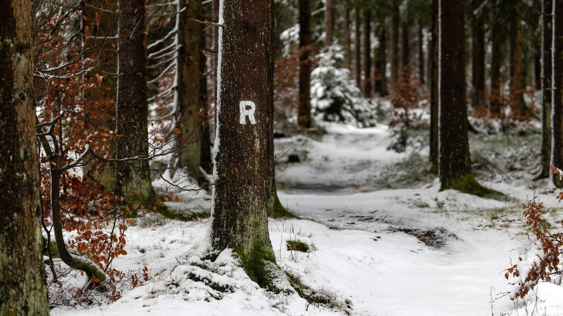 Schneefälle haben den Rennsteig im Thüringer Wald in eine Winterlandschaft verwandelt.