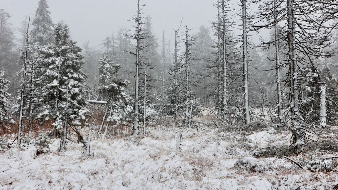Auch auf dem Brocken hat es geschneit. (Foto Aktuell vom 17.11.)