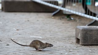 Rattenplage in Berlin.