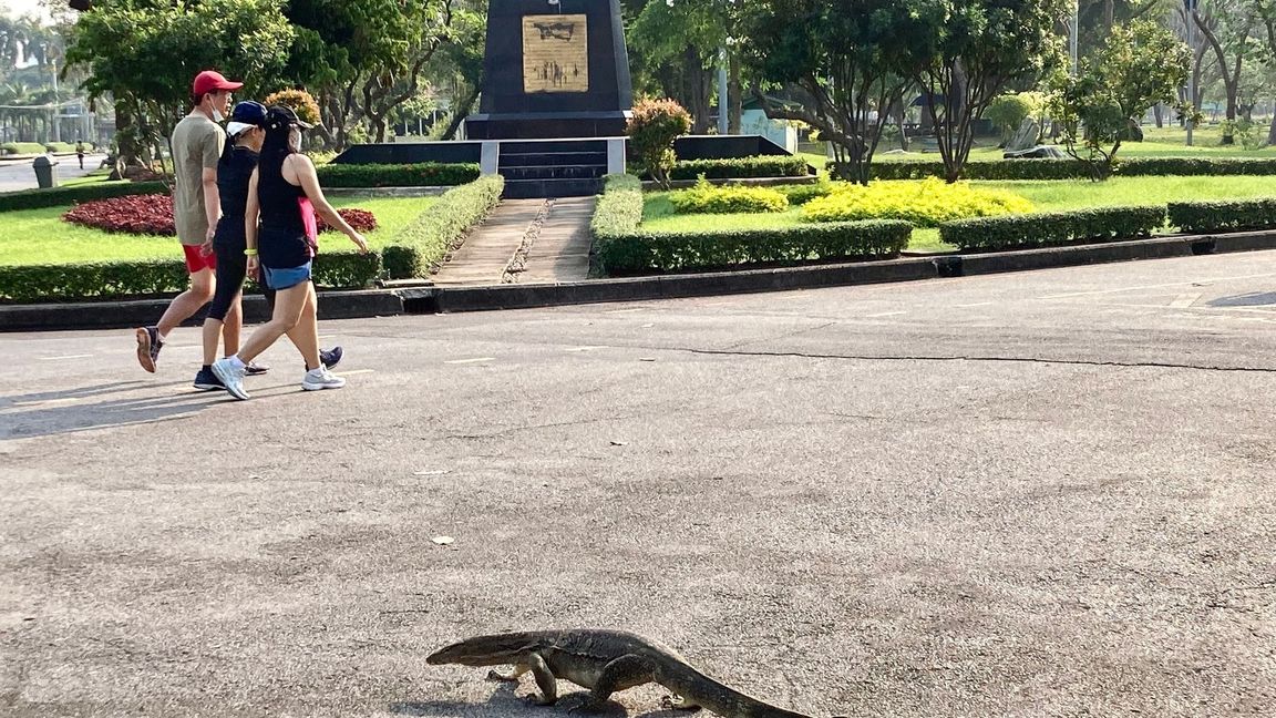Manche erstarren vor Schreck, andere sind längst an die Riesenechsen in Bangkok berühmtestem Park gewöhnt.