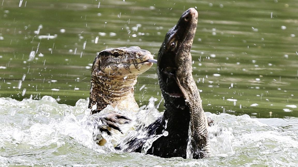 Bindenwarane halten sich besonders gern im Wasser auf. (Archivbild)