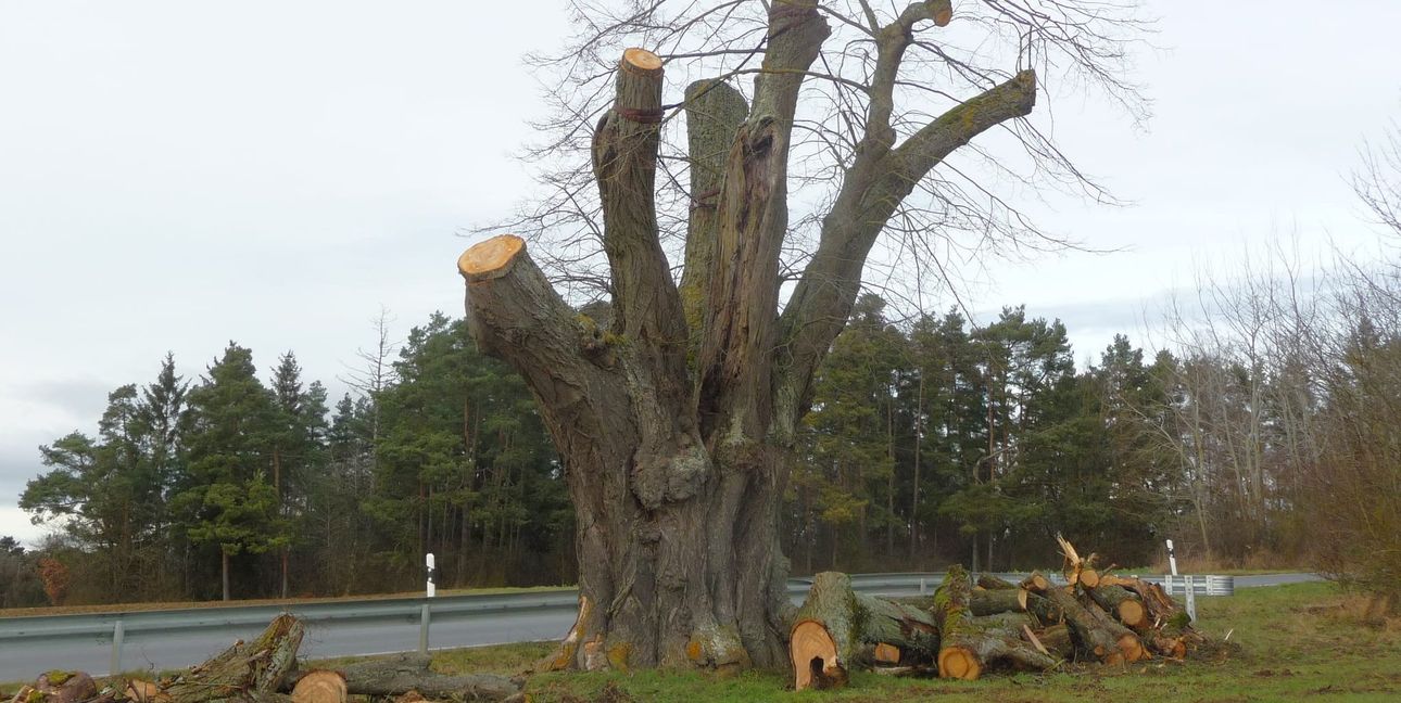 Nach der chirurgischen Behandlung ist von der alten Linde ein Torso übrig geblieben, aus dem nach der Auffassung des Gutachters wieder ein Baum werden kann.
Bild: Reichert