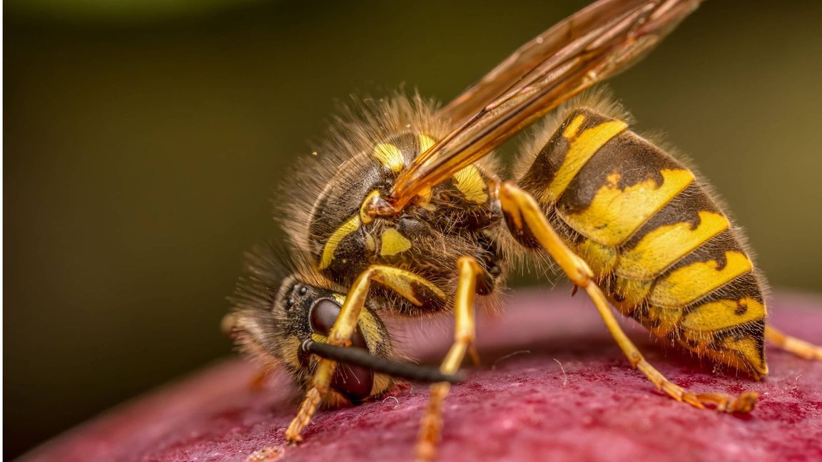 Rund zwei bis drei Prozent der Bevölkerung in Deutschland haben eine echte Allergie auf Wespen- oder Bienengift.