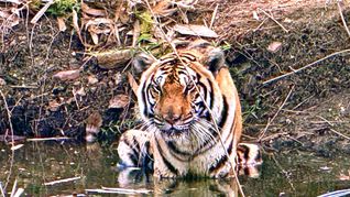 Innerhalb weniger Wochen starben in Nordthailand Dutzende Tiger - offenbar an einem Virus. (Archivbild)