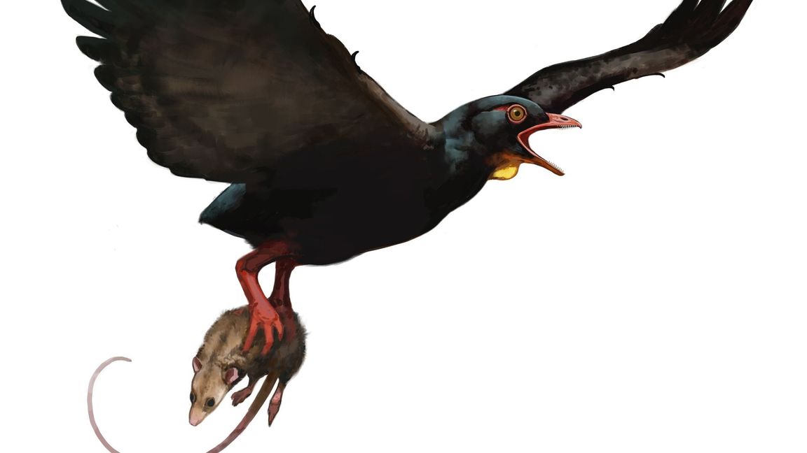So ungefähr könnte einer der neu beschriebenen frühen Raubvögel ausgesehen haben.