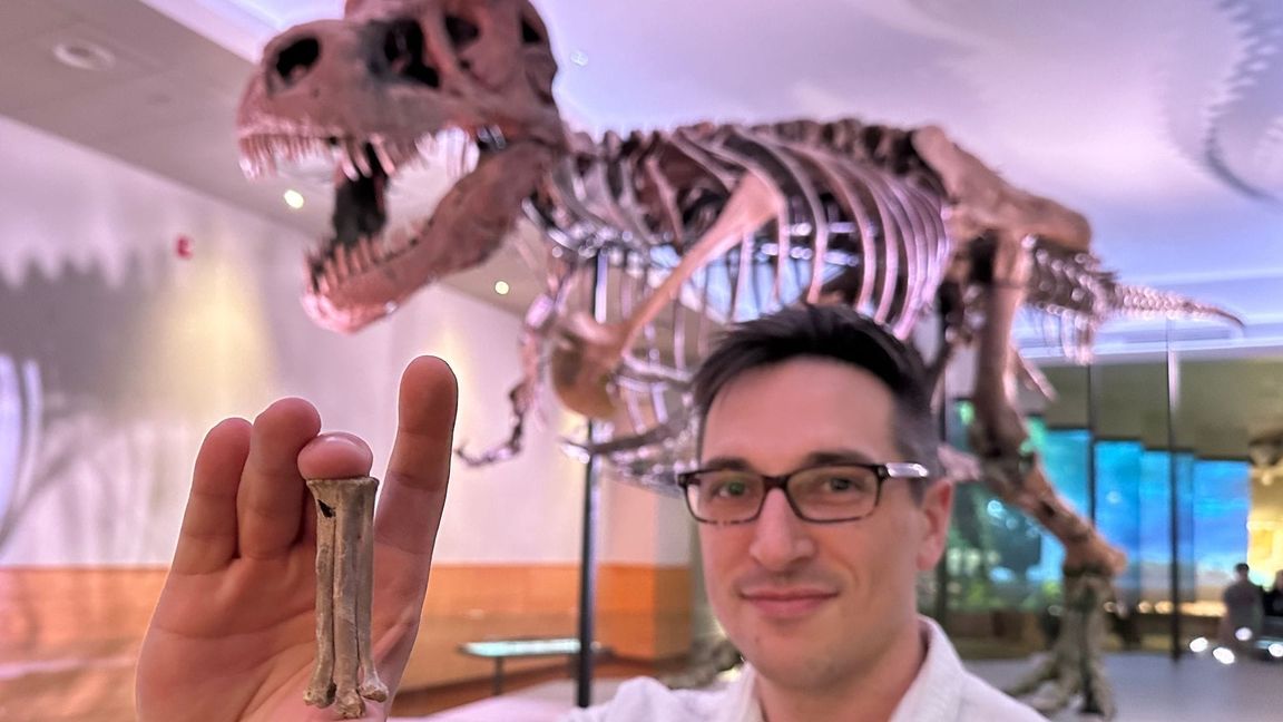 Der Wissenschaftler Alex Clark zeigt den fossilen Fußknochen von Avisaurus darwini.
