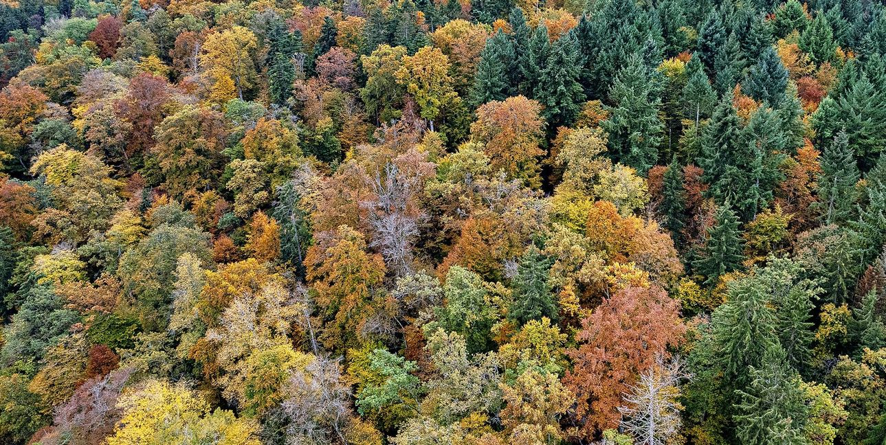 Im Grafenauer Gemeindewald wird es die Tanne bald nicht mehr geben. Wie das Foto vom Herbst 2024 zeigt, breiten sich die Laubhölzer stark aus.