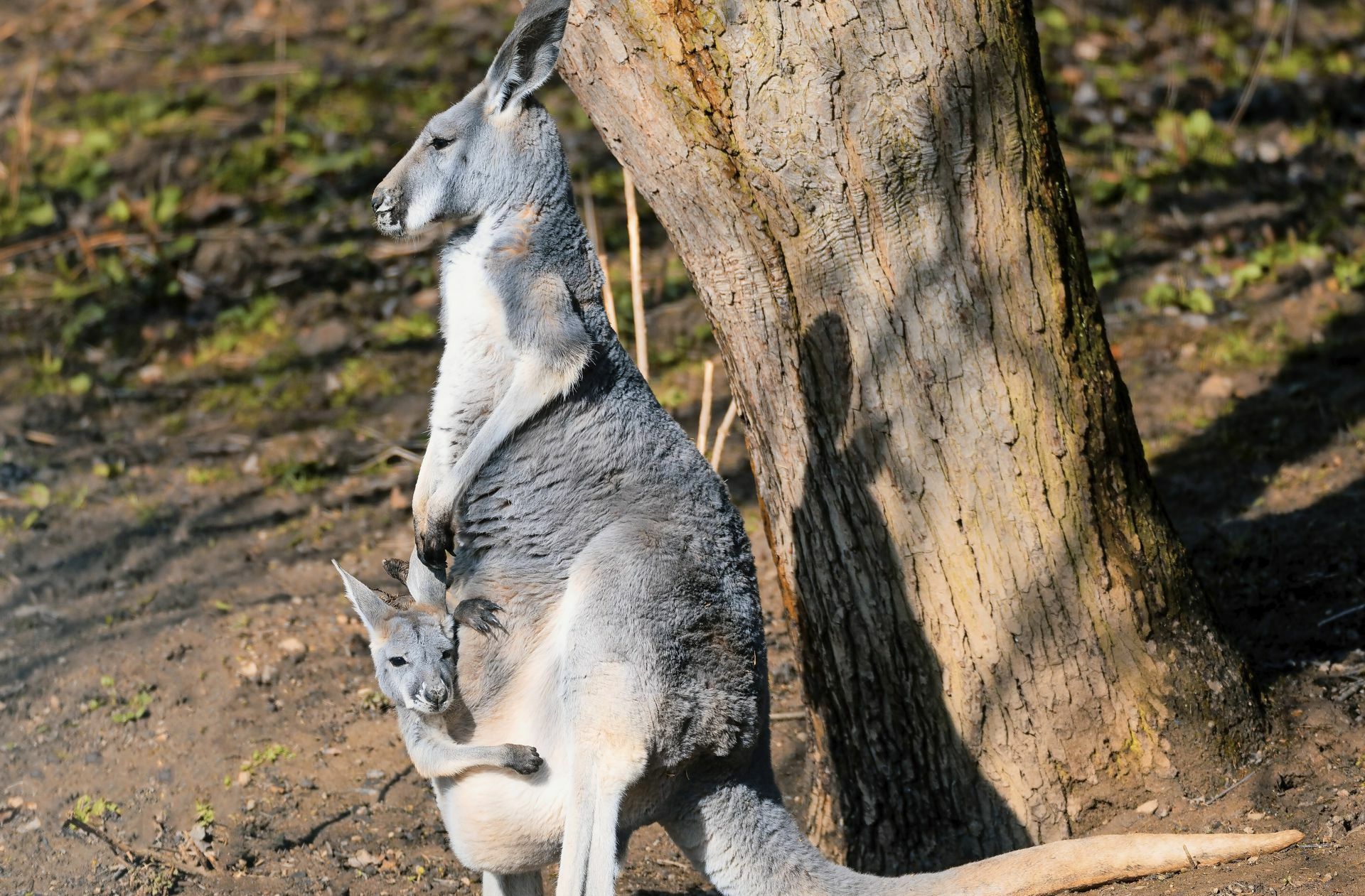 Ist das Rotkänguru eine Bedrohung für seine Heimat Australien? Foto: imago images/Artush Foto