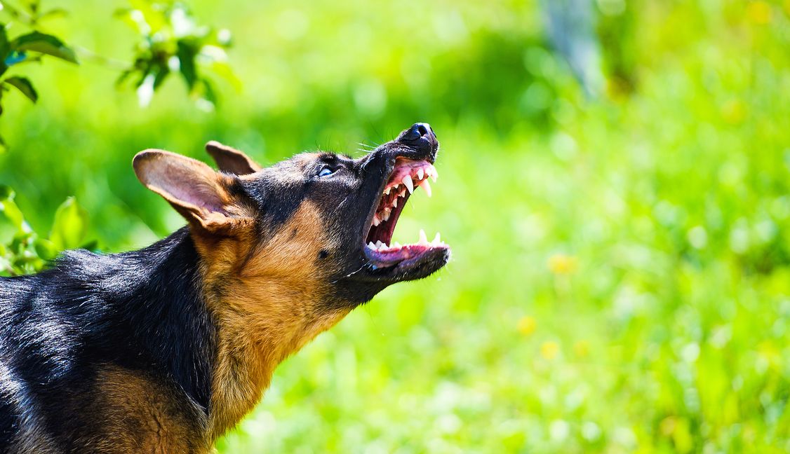 Gefährliche Situationen mit Hunden haben zugenommen. Bild: Adobe Stock/The Len