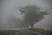 Grafenau