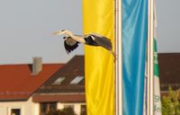 Böblingen