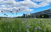 Sindelfingen