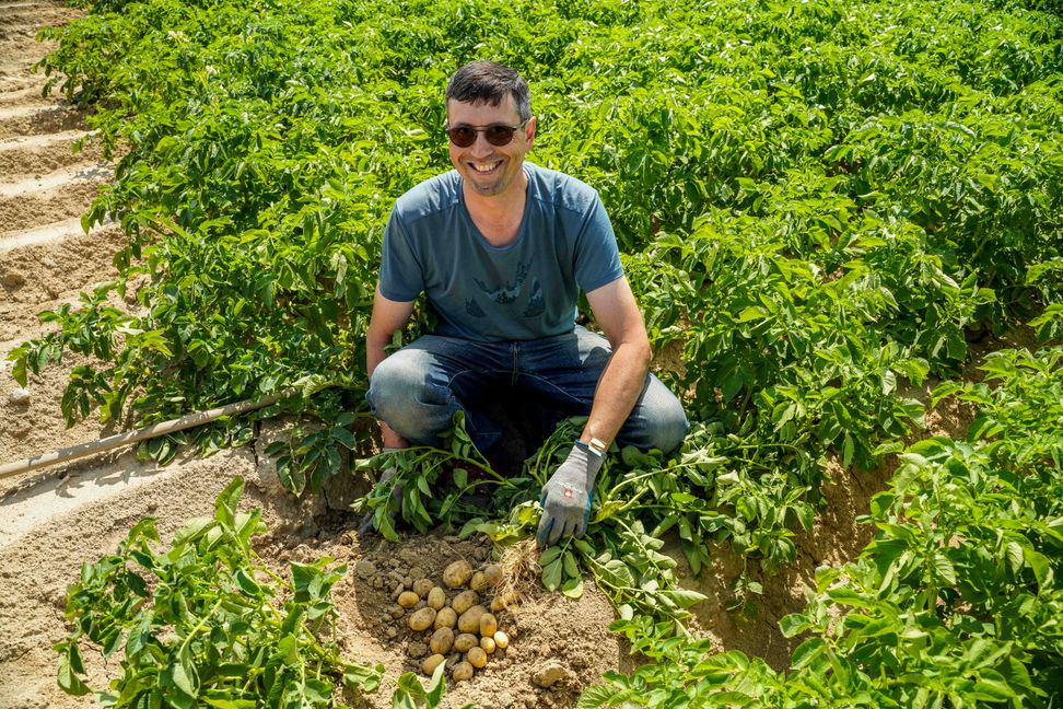Andreas Messner verdeulicht, dassdie Kartoffeln unter der Hitze leiden und Wasser aus der Knolle ziehen Bild: Dettenmeyer