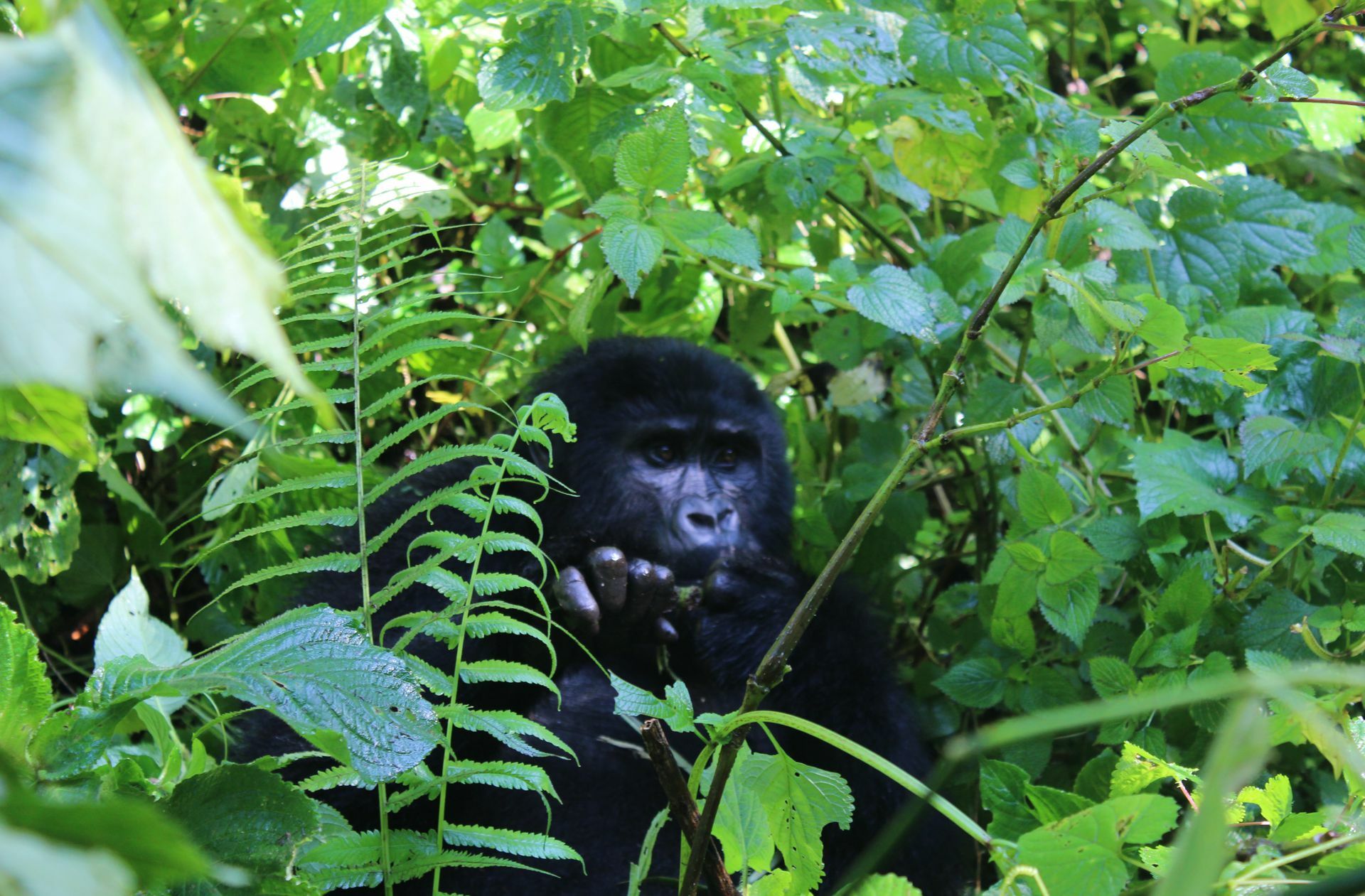 Ugandas größter Schatz ist die Natur. Und den teuersten Diamanten darin stellen die Gorillas dar. Die Menschenaffen sind vom Aussterben bedroht, weltweit gibt es nur noch etwa 1080 Tiere. Mehr als die Hälfte davon lebt auf ugandischem Boden, der Rest in Ruanda und der Demokratischen Republik Kongo.
 Foto: Susanne Hamann