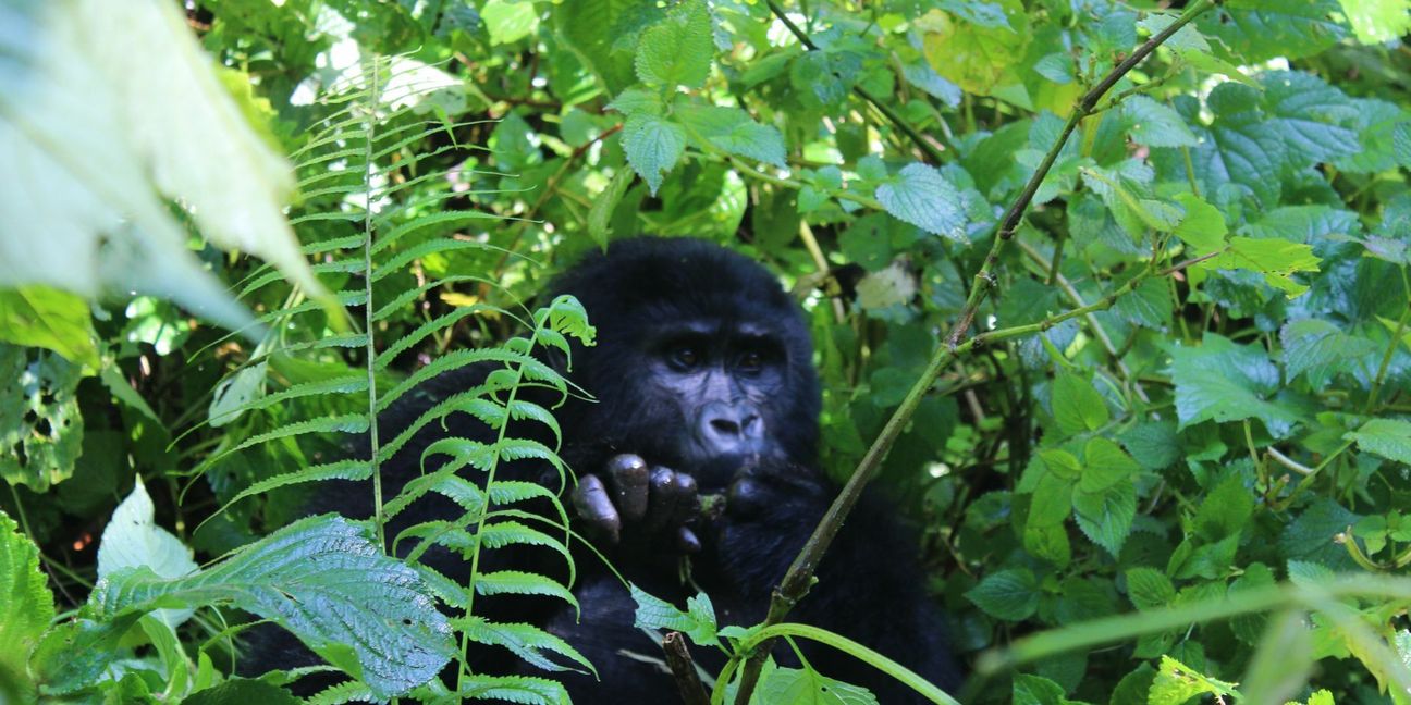 Ugandas größter Schatz ist die Natur. Und den teuersten Diamanten darin stellen die Gorillas dar. Die Menschenaffen sind vom Aussterben bedroht, weltweit gibt es nur noch etwa 1080 Tiere. Mehr als die Hälfte davon lebt auf ugandischem Boden, der Rest in Ruanda und der Demokratischen Republik Kongo.
 Foto: Susanne Hamann