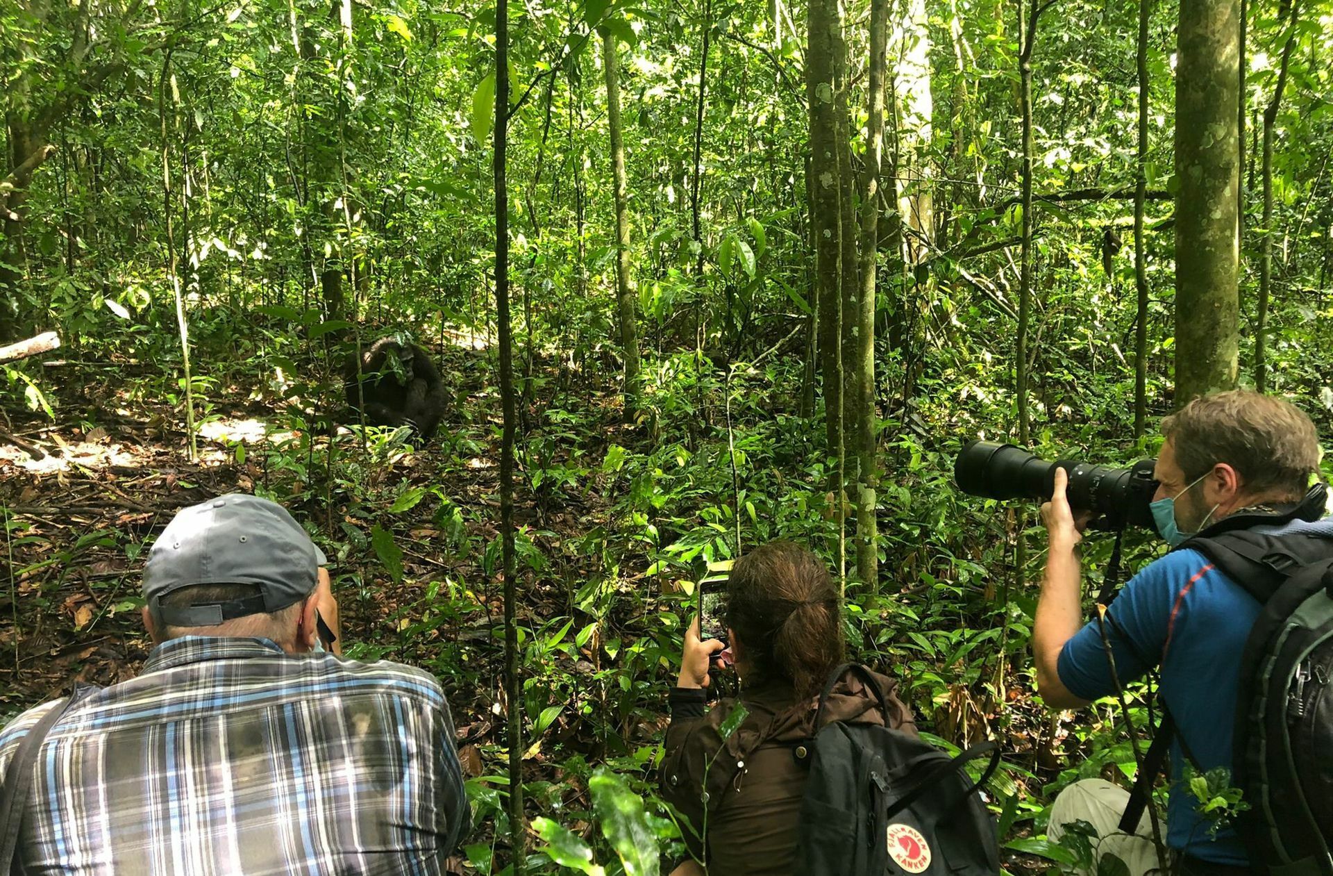 Beim Schimpansen- und Gorilla-Tracking kann man den Tieren sehr nahe kommen.
 Foto: Susanne Hamann
