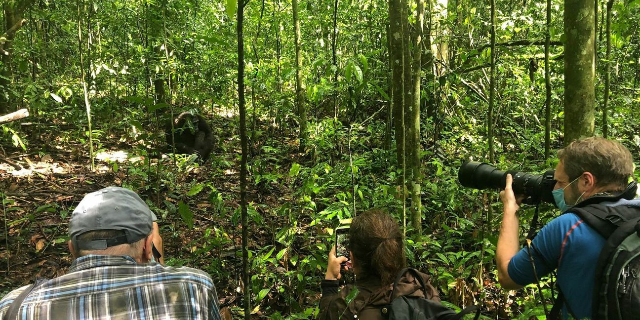Beim Schimpansen- und Gorilla-Tracking kann man den Tieren sehr nahe kommen.
 Foto: Susanne Hamann