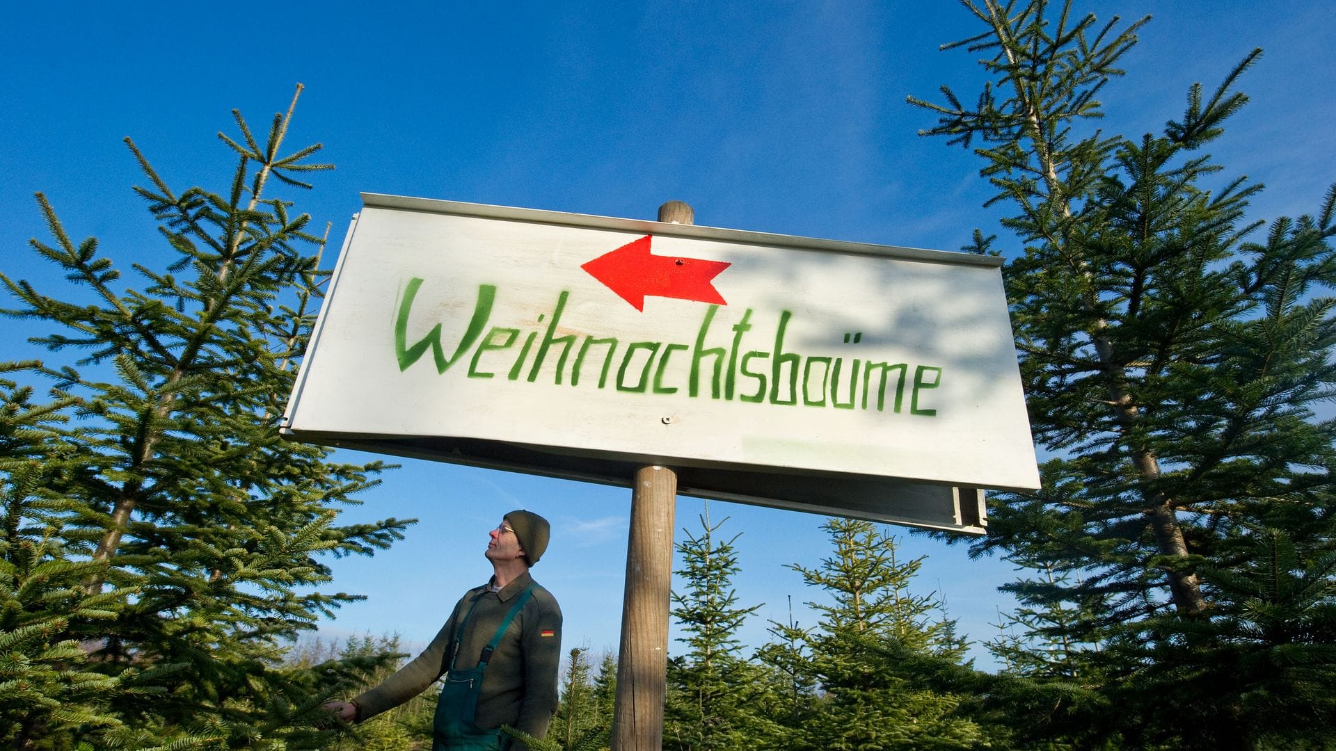 Nadeln - im Grunde nur anders geformte Blätter - sind wintertauglich gebaut. (Archivbild)