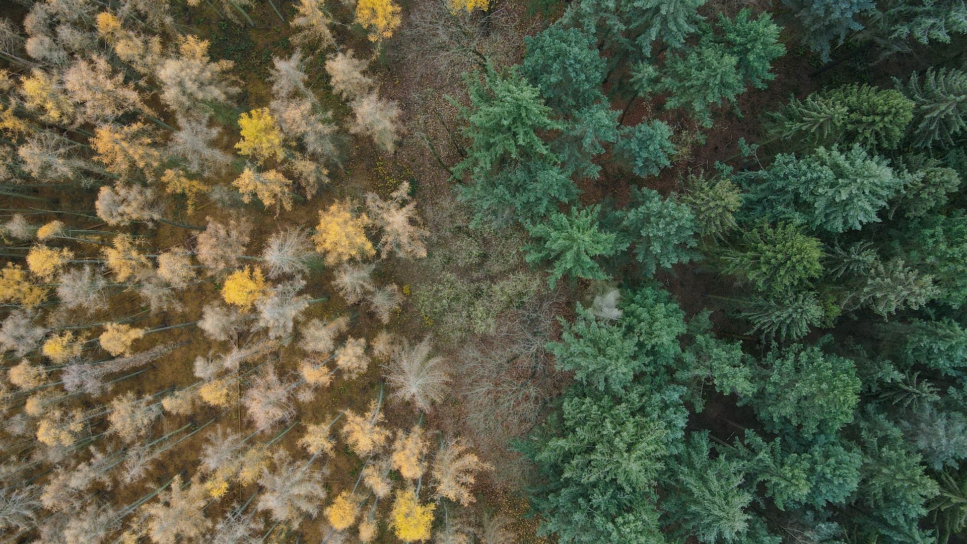 Die Lärche (links) ist ein Nadelbaum, wirft ihre Nadeln aber im Herbst ab. (Archiv)