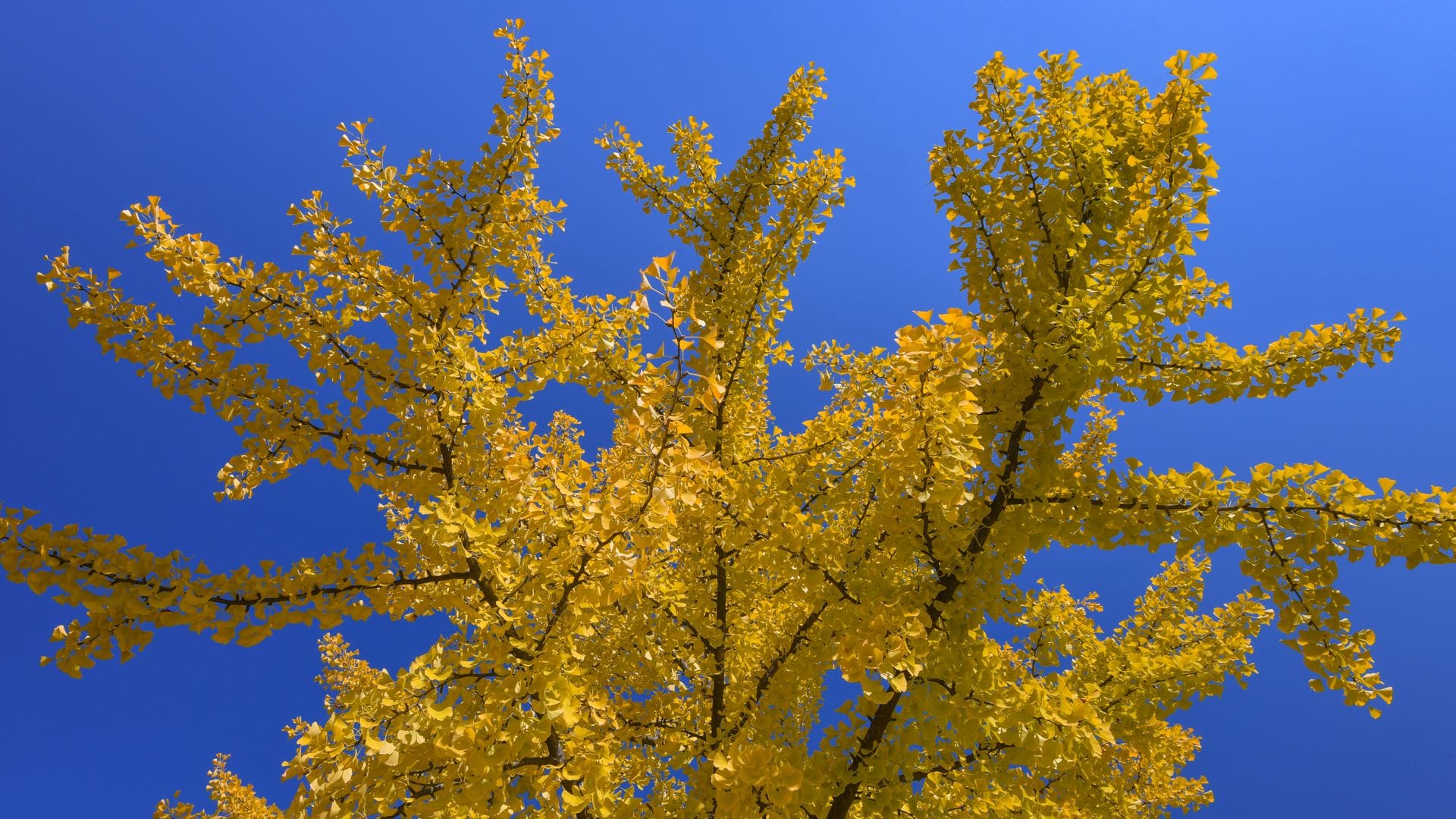 Ginkgos gehören weder zu den Laub- noch zu den Nadelbäumen. (Archivbild)