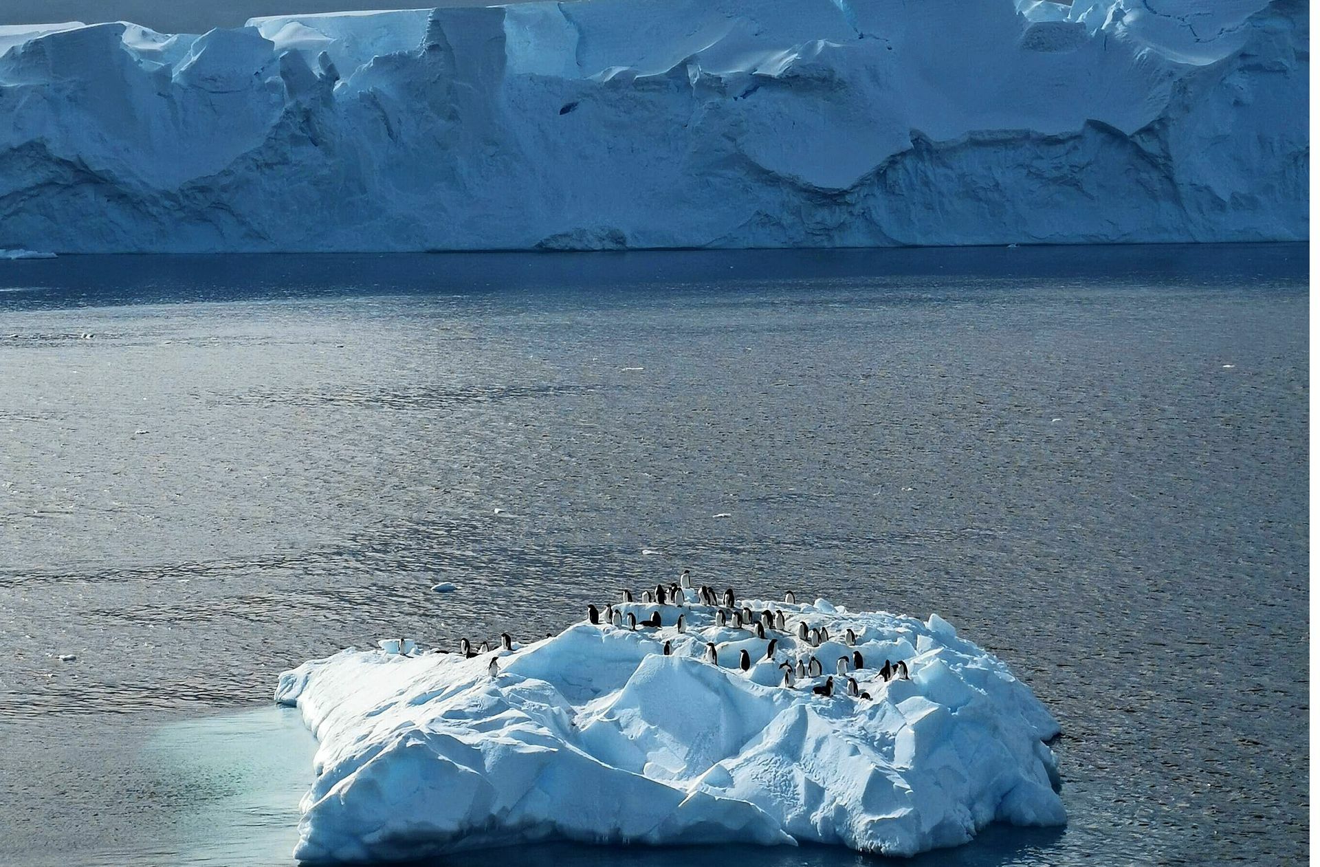 Die Pinguine der Antarktis stehen noch immer nicht unter Schutz.