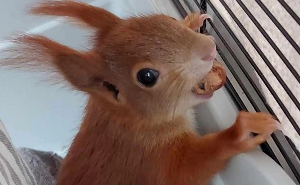 Mit einer Nuss ist alles schon viel besser.