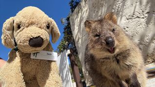 Jack erlebt große Abenteuer - so ließ er sich mit einem einheimischen Quokka auf Rottnest Island fotografieren.