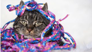 Als Kater oder Katzenjammer bezeichnet man umgangssprachlich das Unwohlsein und die Beeinträchtigung der körperlichen und geistigen Leistungsfähigkeit eines Menschen infolge übermäßigen Alkoholkonsums.