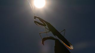 Das Jahr 2025 dürfte eines der drei heißesten werden. (Archivbild)