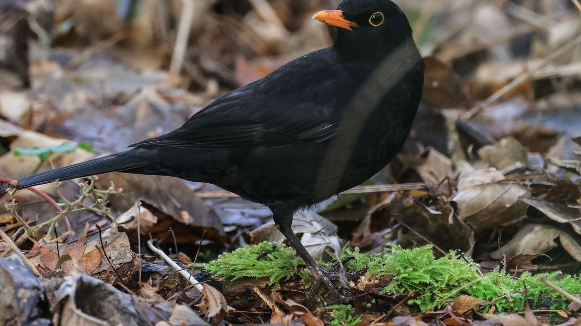 Die Amsel war bei der "Stunde der Wintervögel" in diesem Jahr deutlich weniger zu sehen als noch im Vorjahr. (Archivbild)