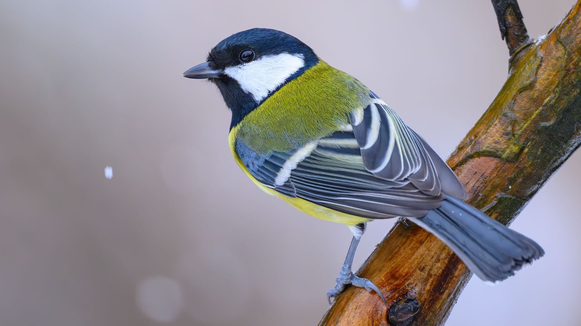 Kohlmeisen wurden bei der "Stunde der Wintervögel" weniger gezählt als im Vorjahr. (Archivbild)