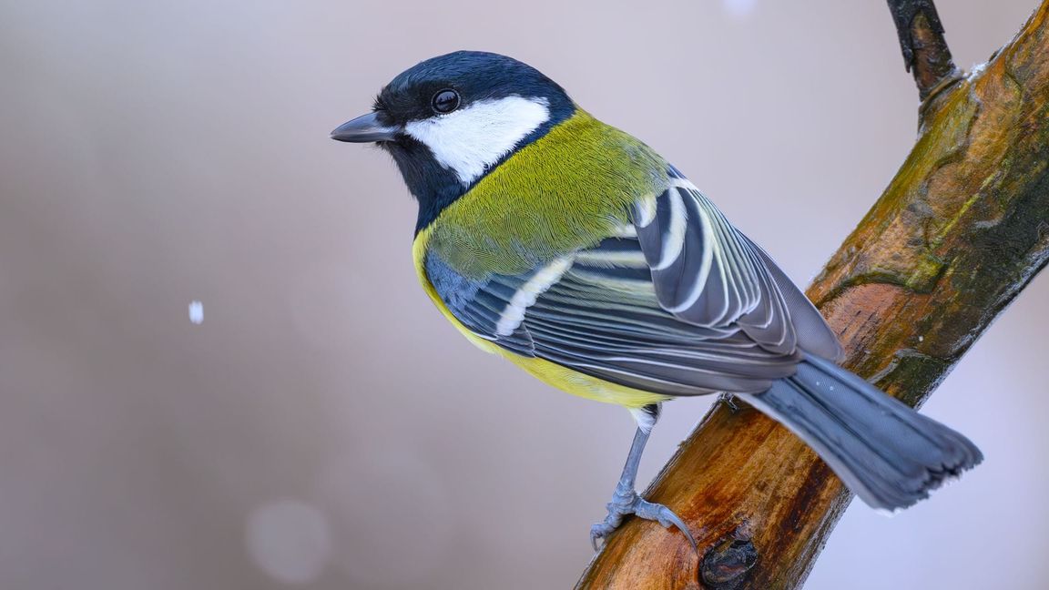 Kohlmeisen wurden bei der "Stunde der Wintervögel" weniger gezählt als im Vorjahr. (Archivbild)