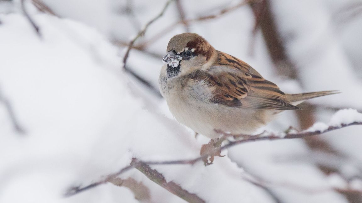 Der Haussperling ist der derzeit meist gesichtete Wintervogel in Deutschland, obwohl er dieses Jahr deutlich weniger gezählt wurde als 2024. (Archivbild)