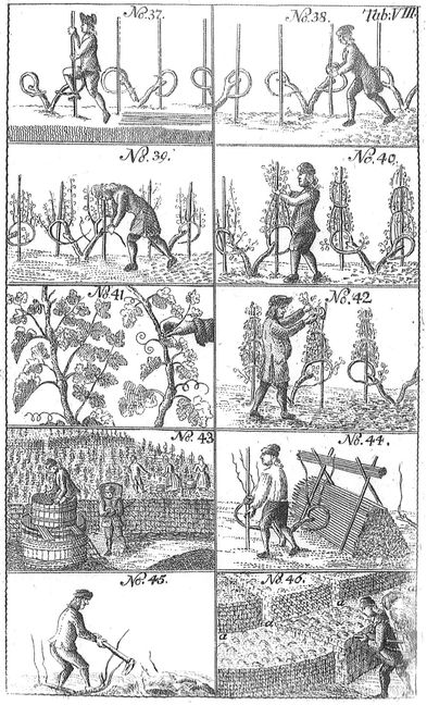 Praxis des Weinbaus 1778 von Balthasar Sprenger