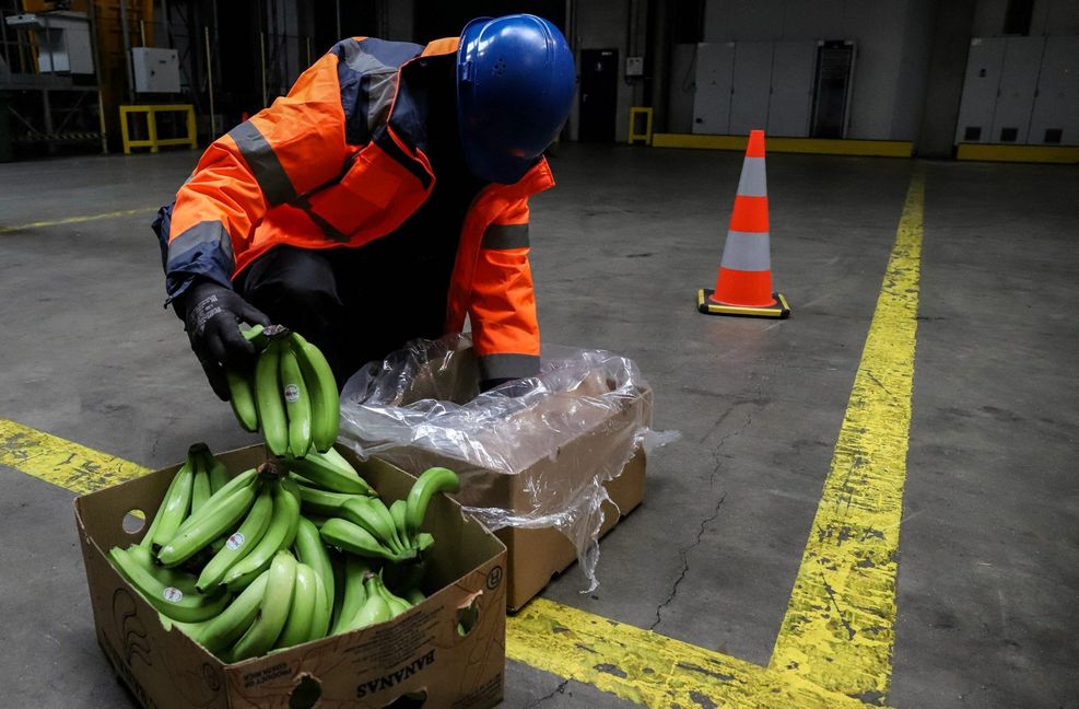 Auf der Suche nach geschmuggeltem Kokain. Die Drogen werden auch in Bananenkisten nach Europa gebracht. Der Hafen von Antwerpen hat sich dabei zu einem der größten Umschlagplätze entwickelt.