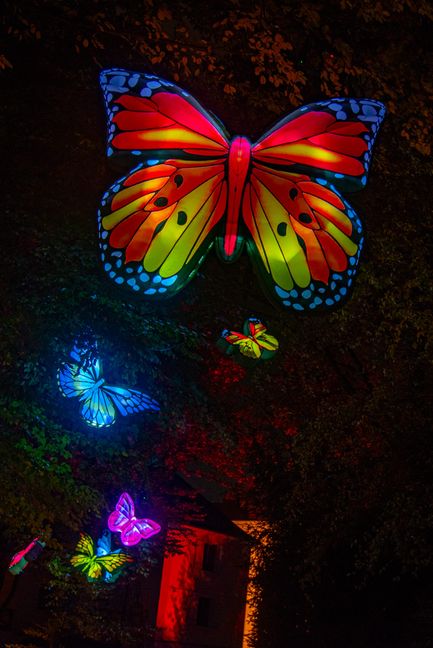 Farbenfrohe Schmetterlinge.