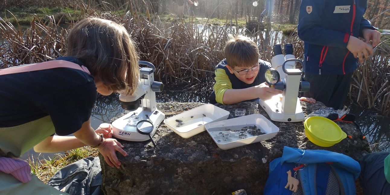 Kinder untersuchen Teichbewohner mit Lupe und Mikroskop.