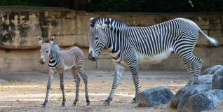 Das neugeborene Grevyzebra-Fohlen mit seiner Mutter.