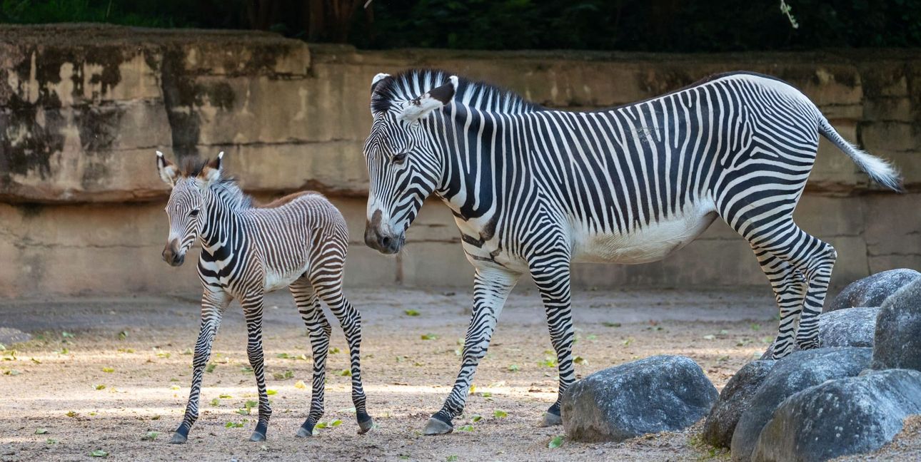 Das neugeborene Grevyzebra-Fohlen mit seiner Mutter.