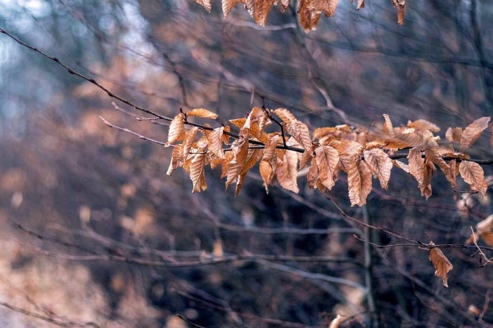 Heute erwartet uns mildes Dezemberwetter.