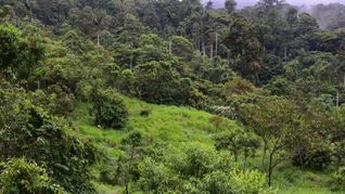 Dieser sich regenerierende Wald war noch vor wenigen Jahren eine Weide.