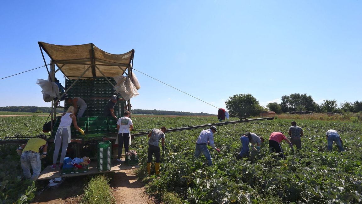 In der prallen Sonne besonders exponiert: Arbeiter auf dem Feld (Archivbild)
