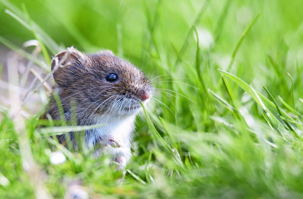 Das Hantavirus wird von Mäusen – in Deutschland vor allem der Rötelmaus oder  Haselmaus –  auf Menschen übertragen. Symptome einer Infektion sind Fieber, Gliederschmerzen bis hin zu Nierenversagen.
 Foto: Adobe Stock//www.techspe..