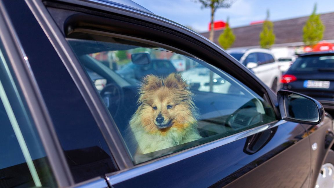 Ein Hund war in Lörrach in einem Auto gefangen (Symbolbild).