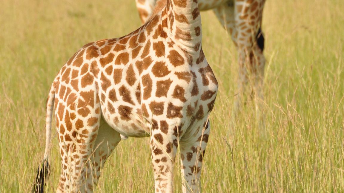 Jungtier und Mutter einer Nord-Giraffe
