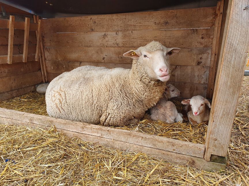 Mutter Schaf und ihre Kinder im provisorischen Unterschlupf. Bild: Wegner