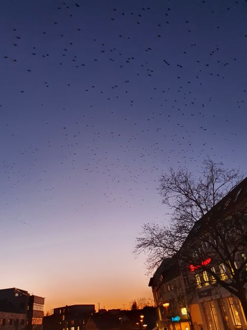 Krähenschwärme über Sindelfingen.Bild: Wegner