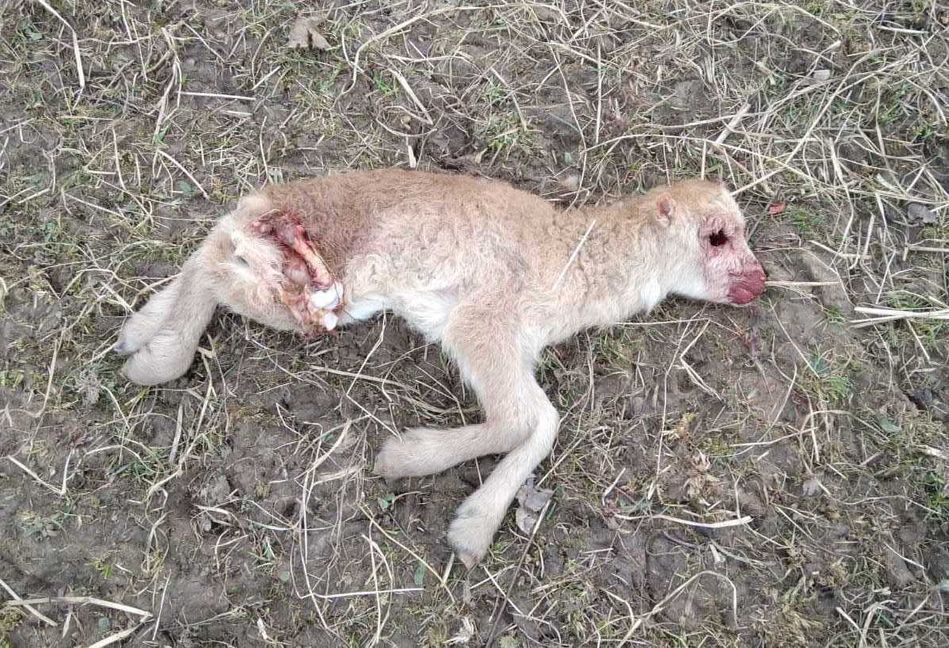 Ein Auge fehlt, das Lamm wird ausgeweidet. Die Krähe hat sich gerade vom Acker gemacht. Bild: z