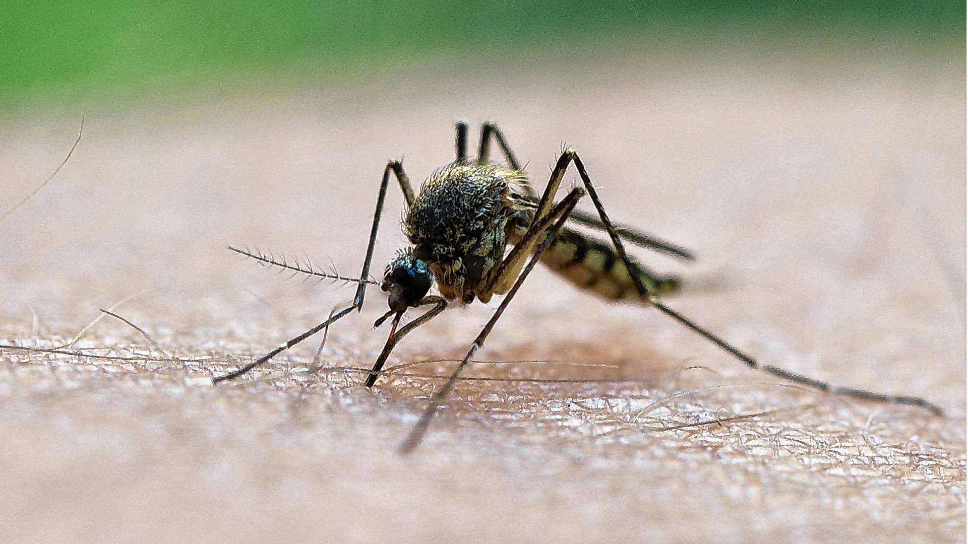 Stechmücken sind nicht mehr nur ein Ärgernis, sondern auch ein Gesundheitsrisiko.