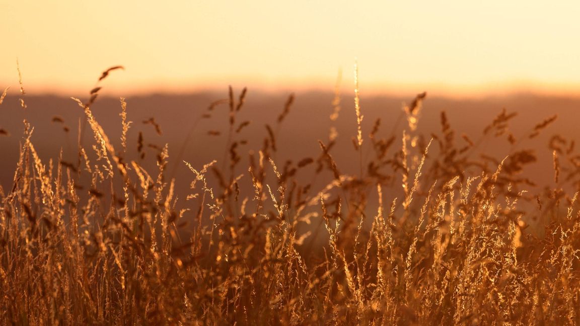Hitzewelle in Deutschland: Die Temperaturen steigen in den kommenden Tagen weiter im Südwesten.